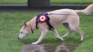 K9 Training