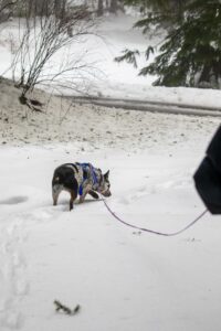 K9 Training